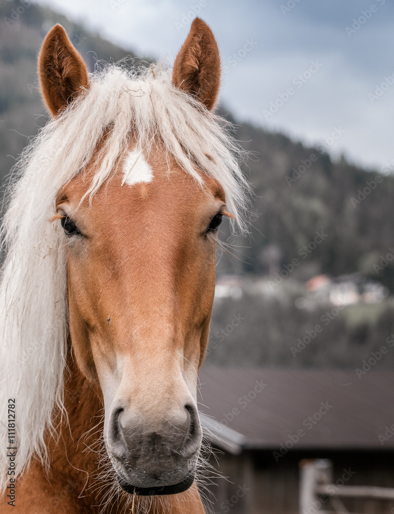 Obraz premium Pferdeportrait