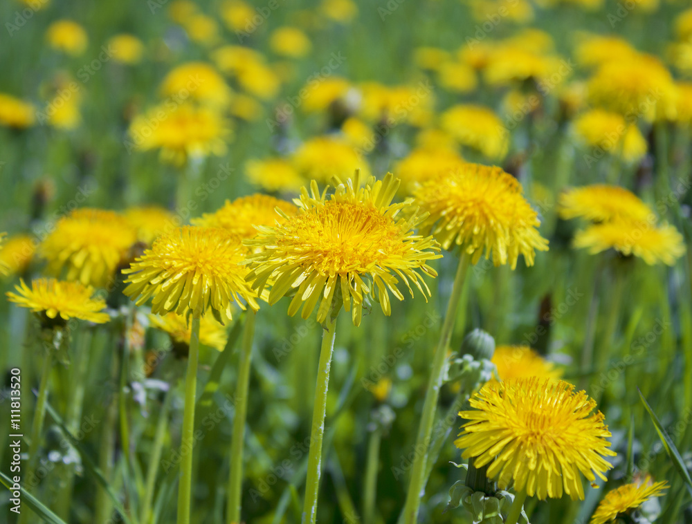 Yellow spring dandelions in the wild meadow. Wild flowers, bright natural background Yellow spring dandelions in the wild meadow. Wild flowers, bright natural background