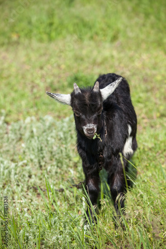 goat Kid on a pasture