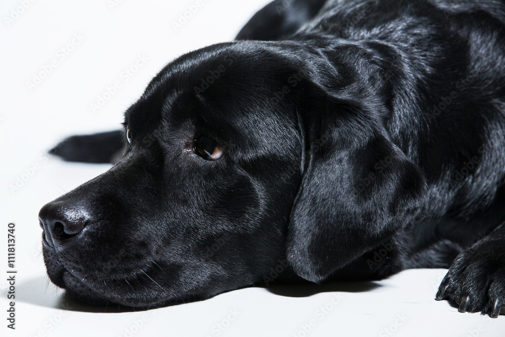 Portrait of a black Labrador Retriever
