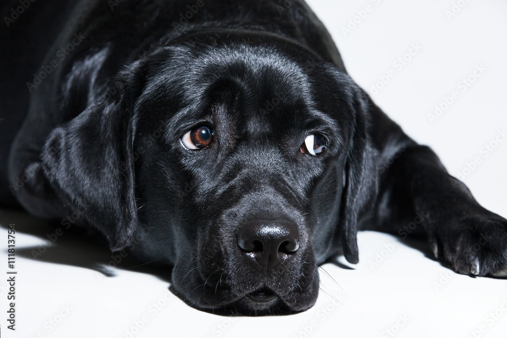 black Labrador Retriever
