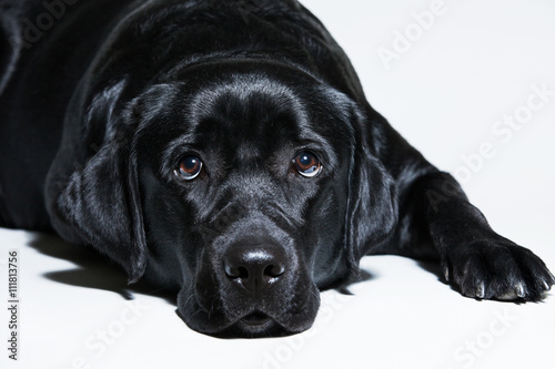 Fotografija black Labrador Retriever
