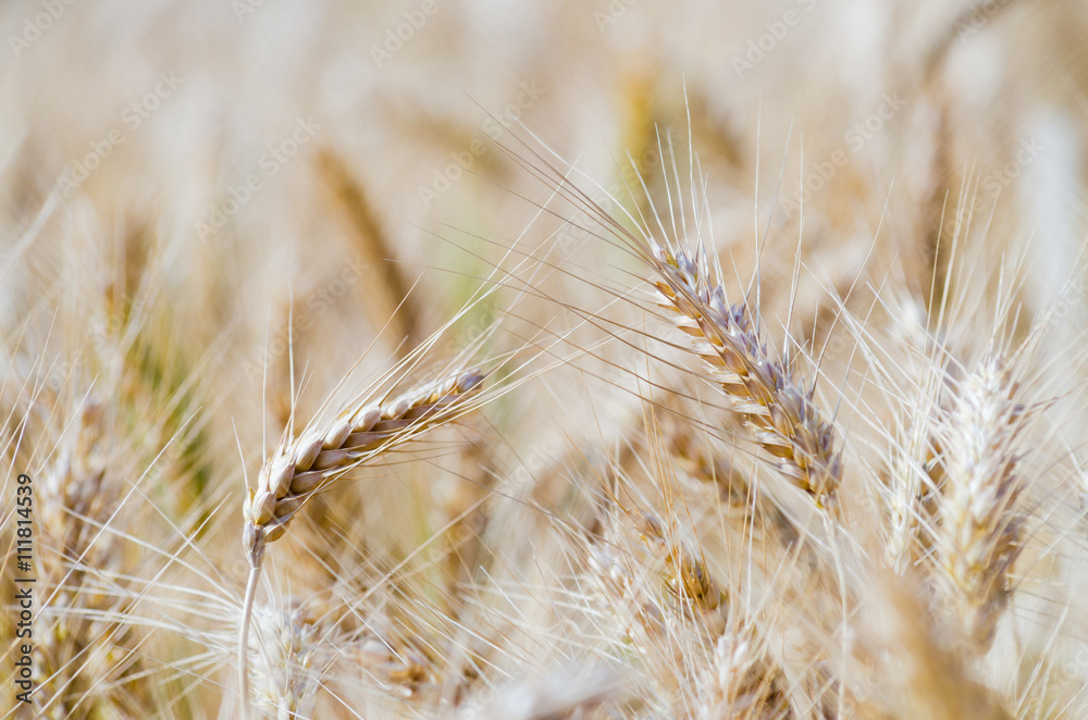 barley rice barley rice