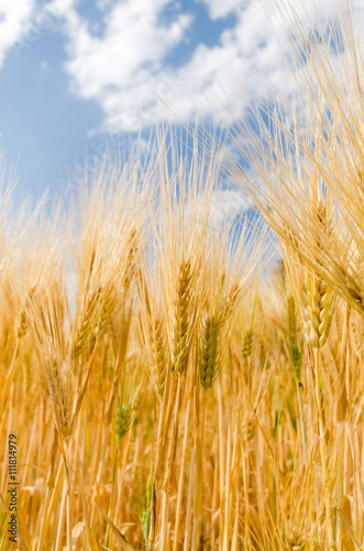 barley rice and blue sky