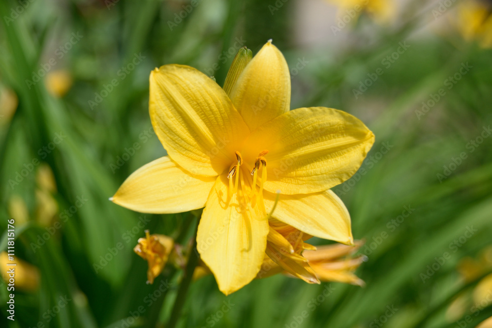 Kwiaty tulipany Kwiaty tulipany