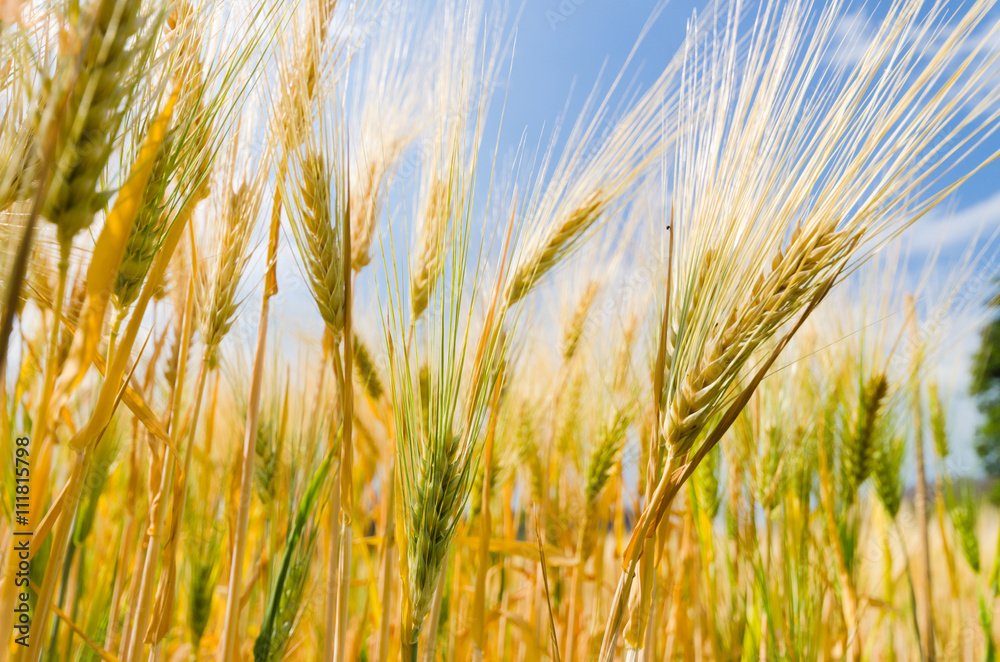 barley and blue sky barley and blue sky