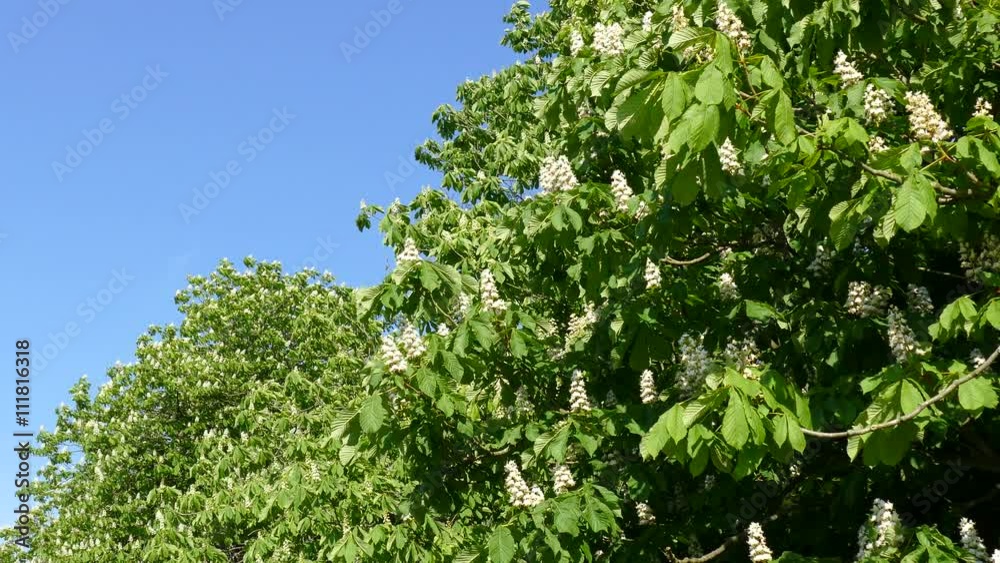 Chestnut tree blossom. Chestnut tree blossom.