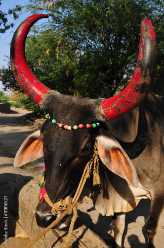 Gujarat: Ochse in Poshina