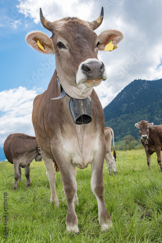 Braunvieh Kuh mit Glocke auf der Alm