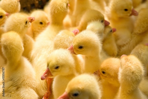 Close-up of yellow ducklings heads