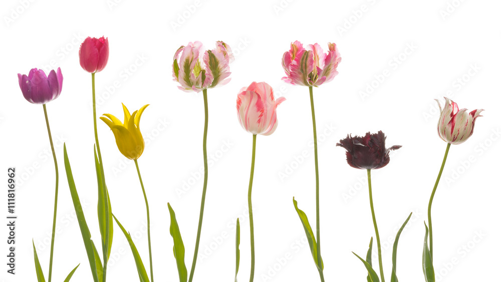 Fototapeta premium many unusual variegated beautiful tulips