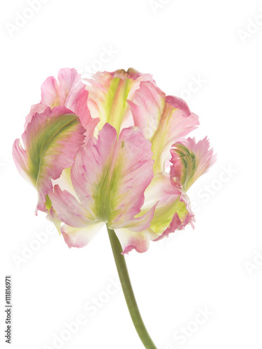 unusual flower parrot tulip varieties