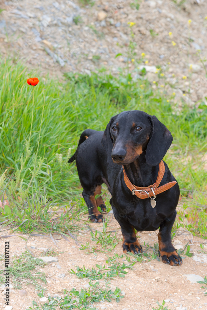 Dachshund in spring grass with blooming wild red poppy (Papaver rhoeas)