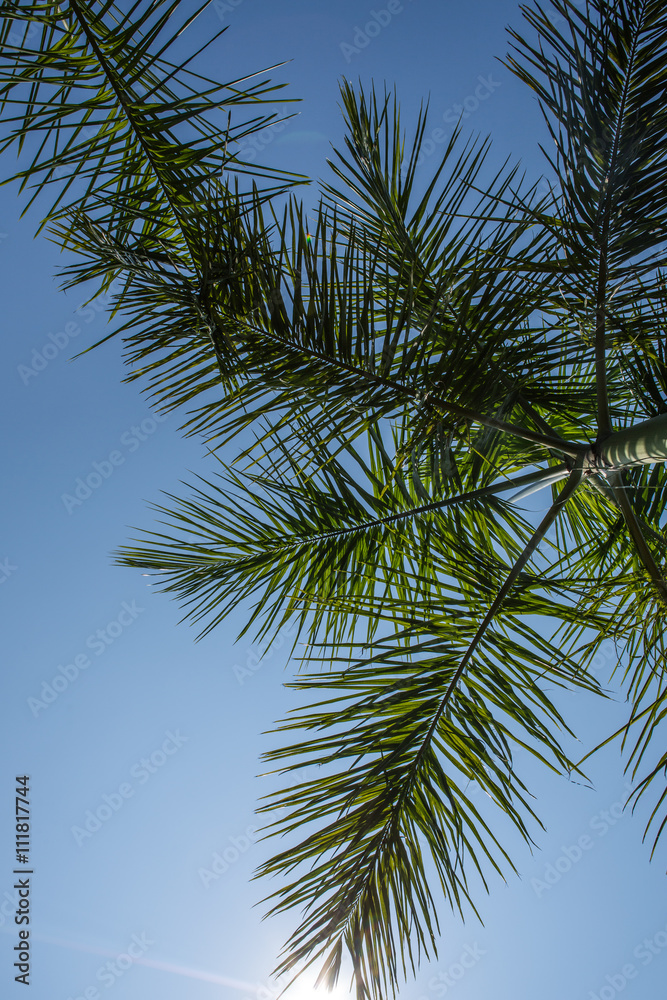 Naklejka premium Portrait of palm trees and sky