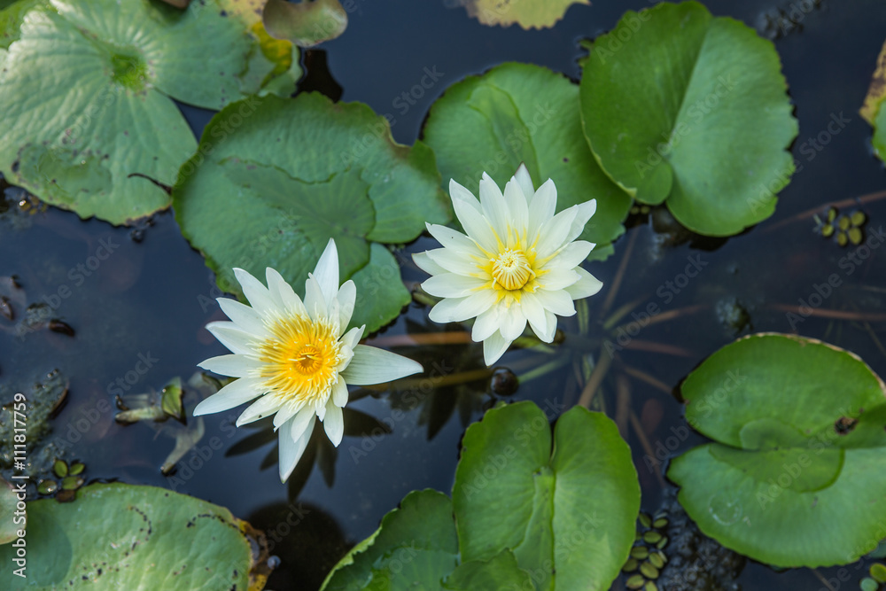 Portrait of a white flower swamp Thailand Portrait of a white flower swamp Thailand