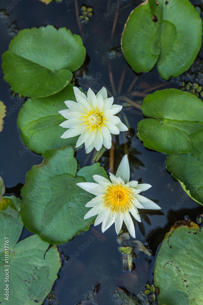 Portrait of a white flower swamp Thailand Portrait of a white flower swamp Thailand