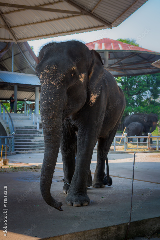Portrait of elephant in Thailand, Asia