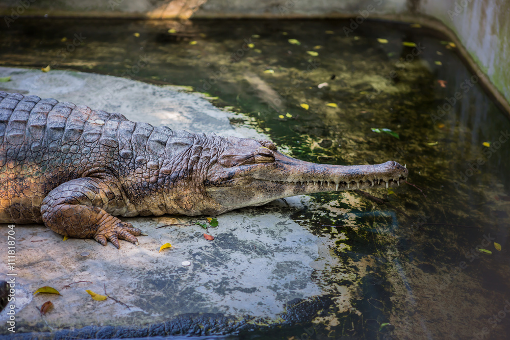 Journey in Thailand. Animal crocodile Journey in Thailand. Animal crocodile