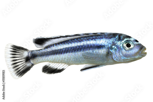 bluegray mbuna malawi cichlid Melanochromis johannii aquarium fish johanni photo
