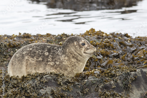 young Harbor seal that rests on the rocks at low tide in spring