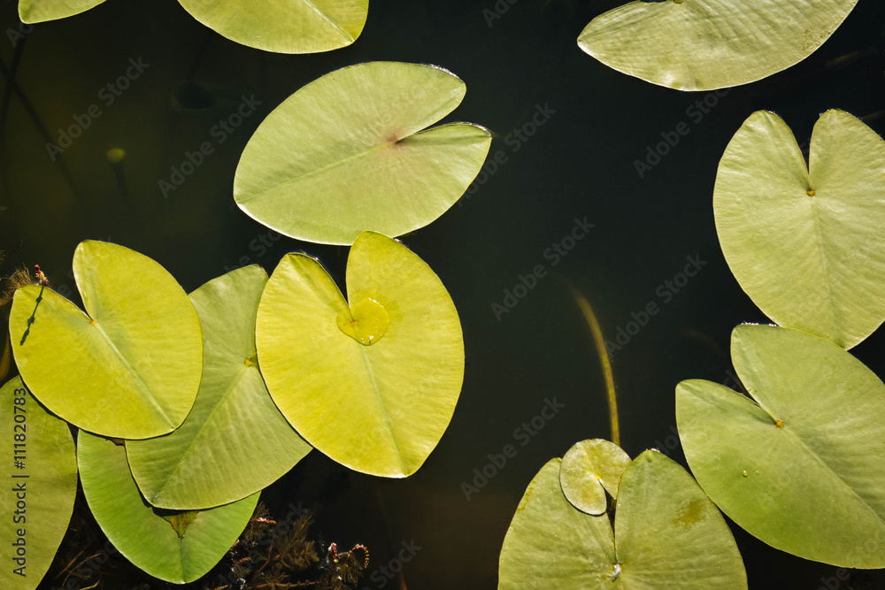 Pond leaves background Pond leaves background