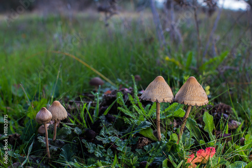 Colony of mushrooms in a meadow