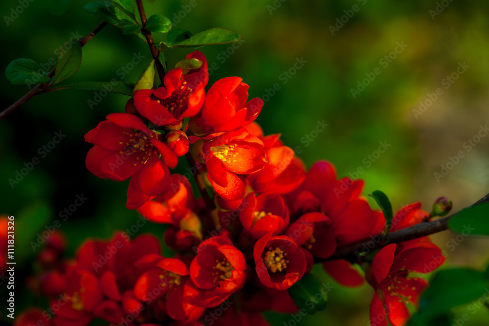 Obraz premium Red blossoming flowers on branches