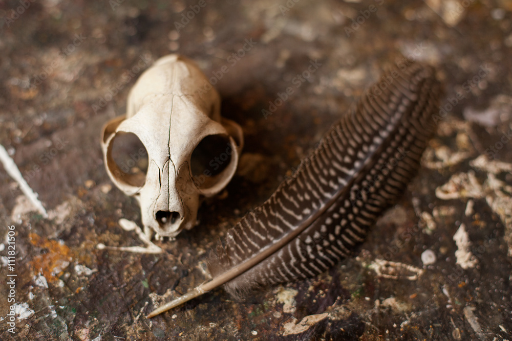 Naklejka premium Still life. Cat's skull and a quill on gray sloppy surface