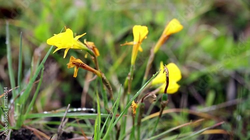 Narcissus bulbocodium (Golden Bells) yellow wild flower in nature on a rainy day photo