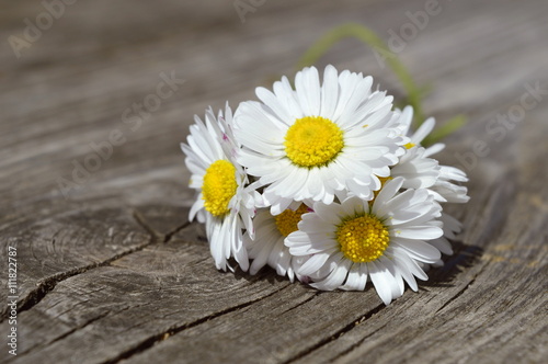 white daisy flower on wood bench