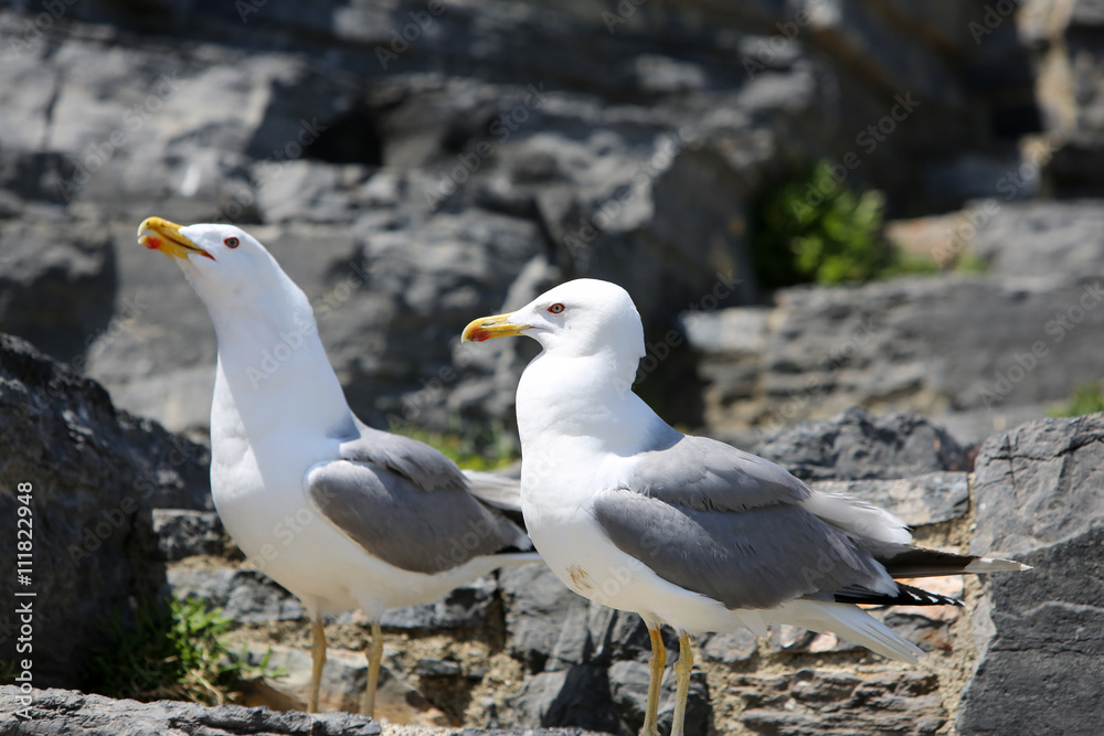 Fototapeta premium Möwen, Vögel, Meeresvögel, Futter, Meer, Mittelmeer, Ligurien, Portovenere, Italien, Urlaub