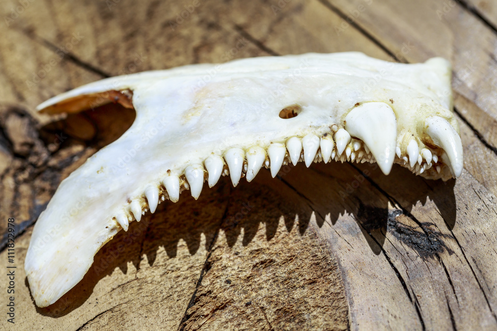 Jawbone of animal with ferocious and strange teeth, over wood Stock Photo |  Adobe Stock
