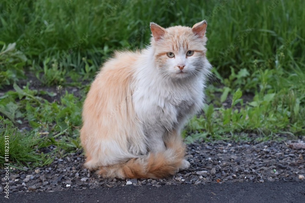 Obraz premium cat walking on the street