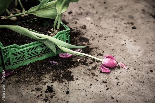 Canvas Print Broken tulip
