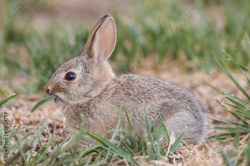 Cute Baby Cottontail Rabbit Eating Grass