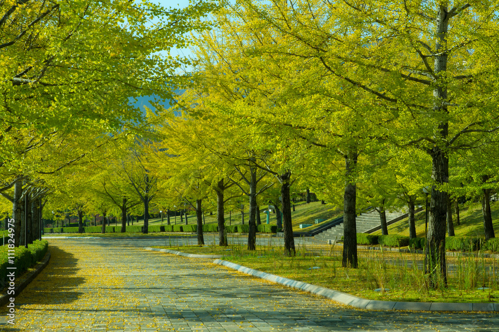 Naklejka premium 銀杏並木