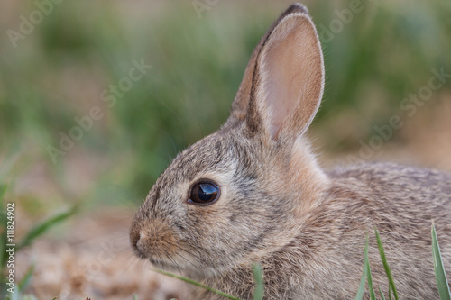 Baby Cottontail Rabbit Portrait