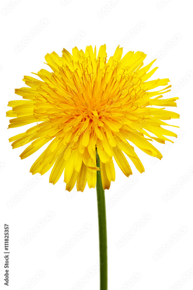 Naklejka premium The yellow flower of a dandelion close up