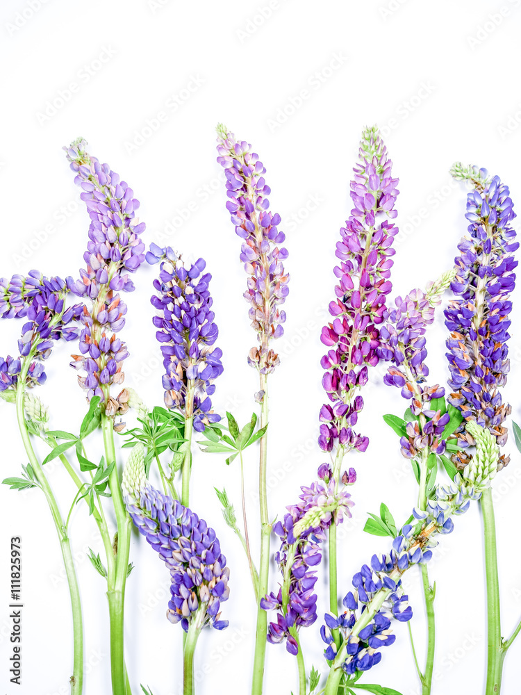 Fototapeta premium Lupine Wildflower Stocks On White Background