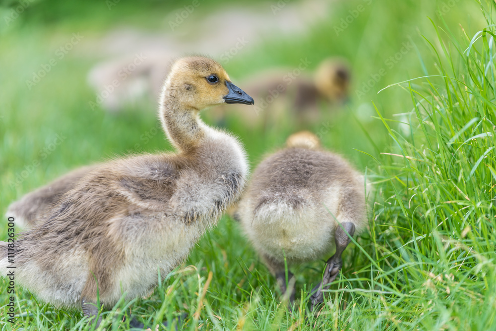 Kanadagans-Küken (Branta canadensis) Kanadagans-Küken (Branta canadensis)