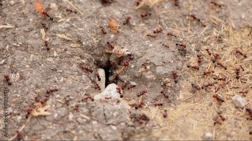 Ants carrying food to the nest. photo