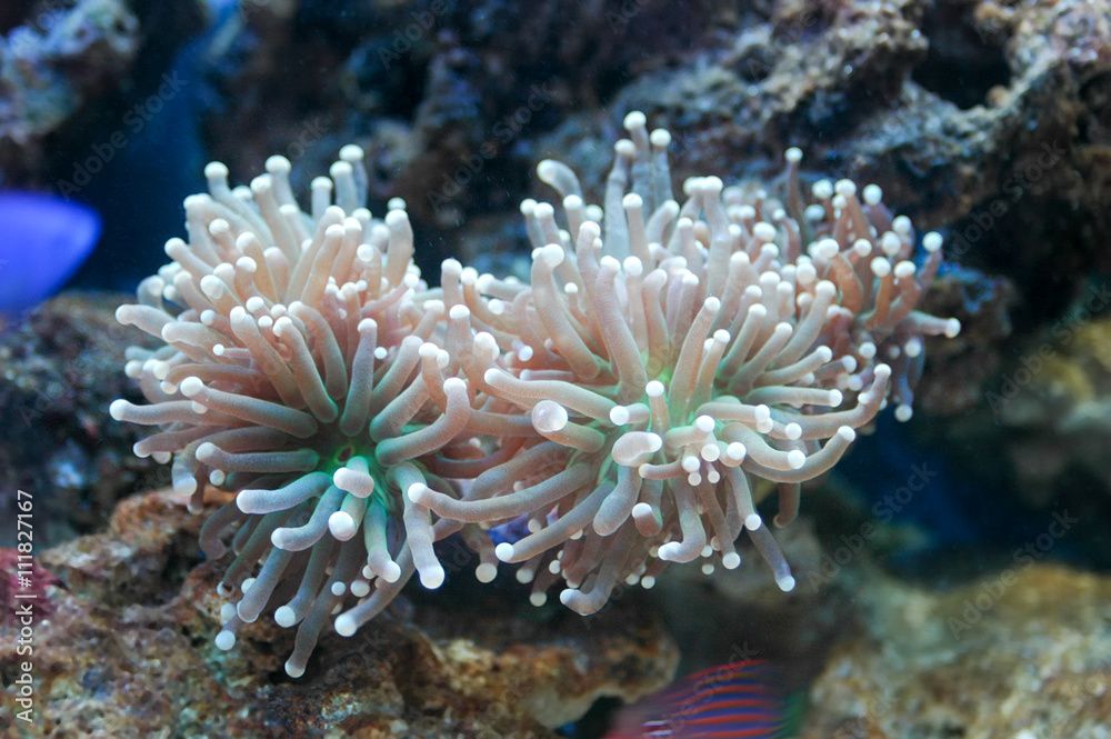 Fototapeta premium Sea anemone