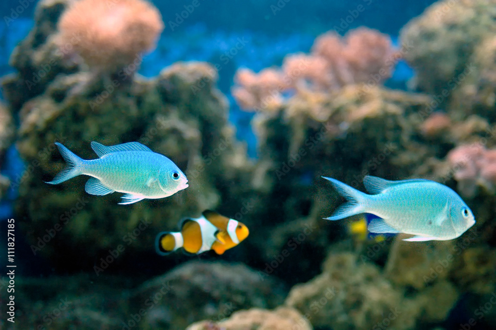 Green chromis (Chromis viridis) Green chromis (Chromis viridis)