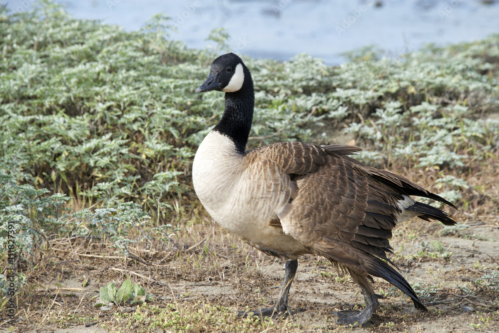 Canada goose, scientific name Branta canadensis, with a broken left wing. Birds have hallow bones, and they heal quickly, so broken wings not set properly render the bird flightless for life. Canada goose, scientific name Branta canadensis, with a broken left wing. Birds have hallow bones, and they heal quickly, so broken wings not set properly render the bird flightless for life.
