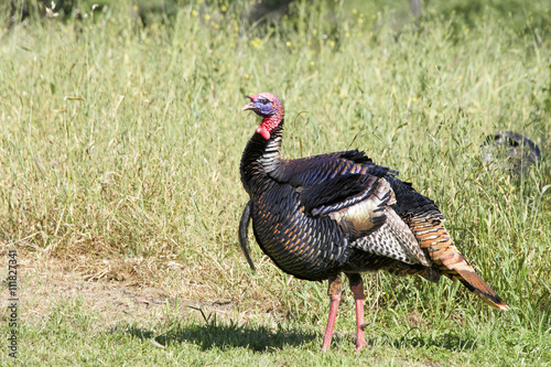 Young male tom turkey walking in grass