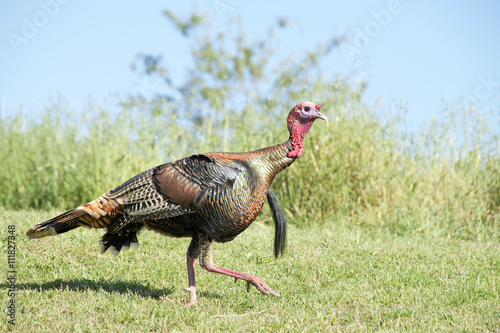 Female wild turkey walking in grass