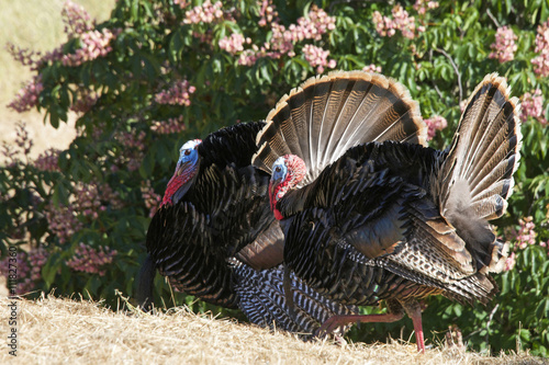 Two male turkeys strutting side by side towards the females in Hayward California. Wild turkeys. photo