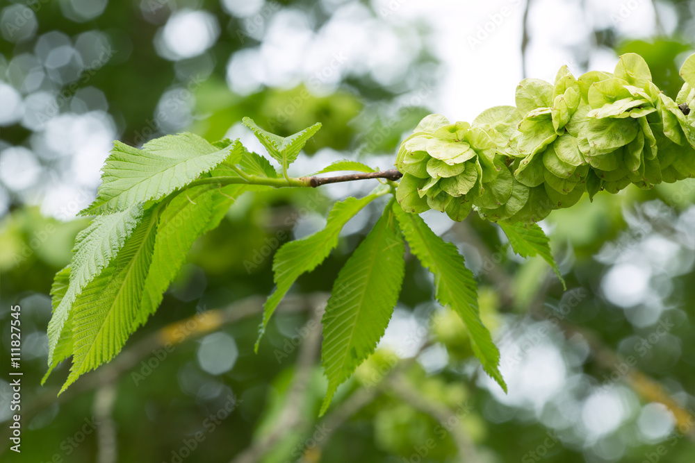 Obraz premium Wych elm, Ulmus glabra branch in springtime, reflections in the background