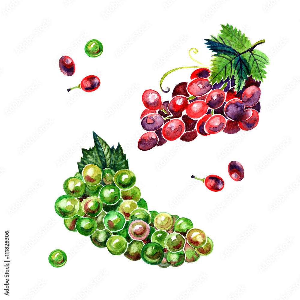 Watercolor brush of green and red grapes