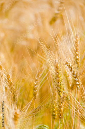 barley wheat
